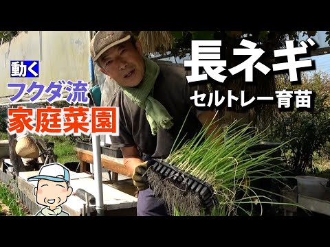 家庭菜園】長ネギもセルトレー育苗 落とし植え 板で支え - YouTube