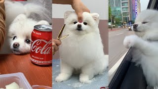 Funny and Cute Pomeranian Videos Compilation  | HONGSNOW