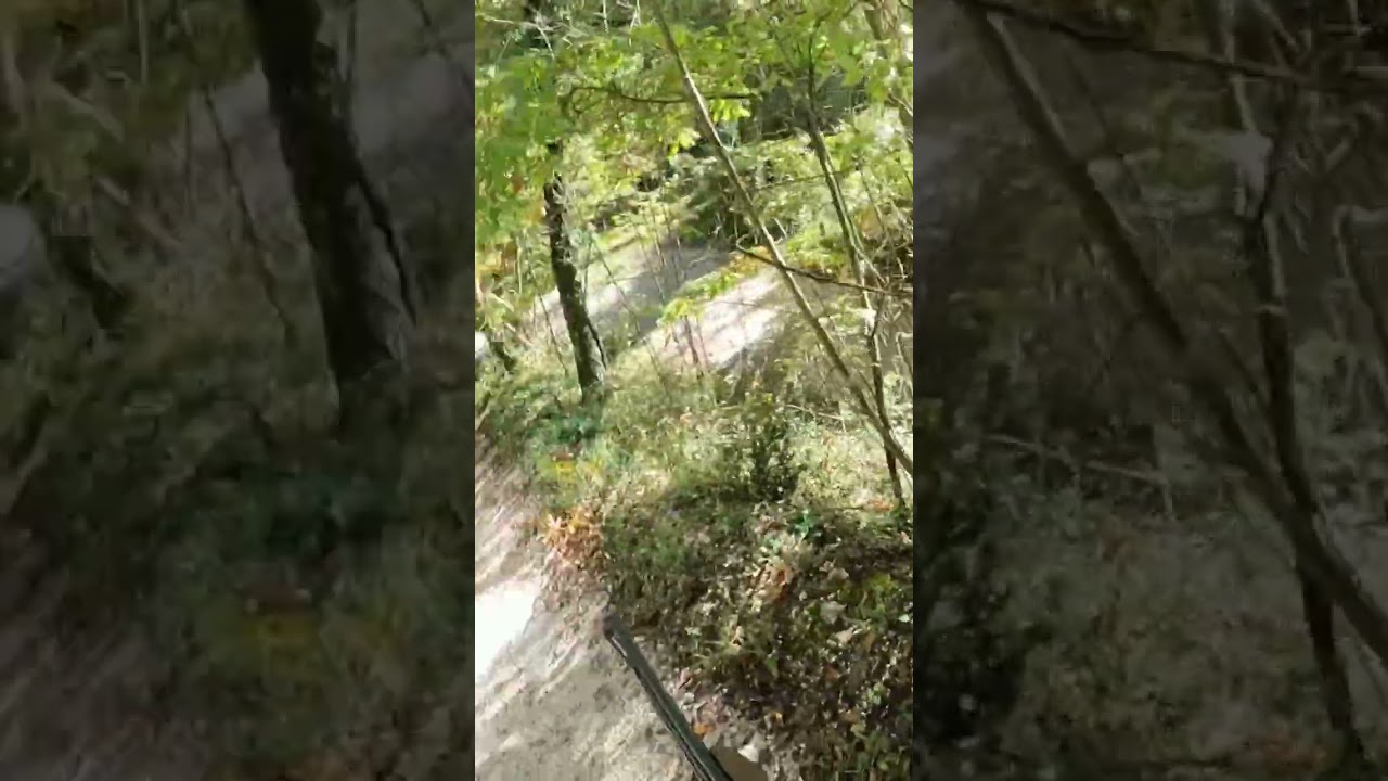 Caccia al cinghiale Umbria stagione 2024/2025