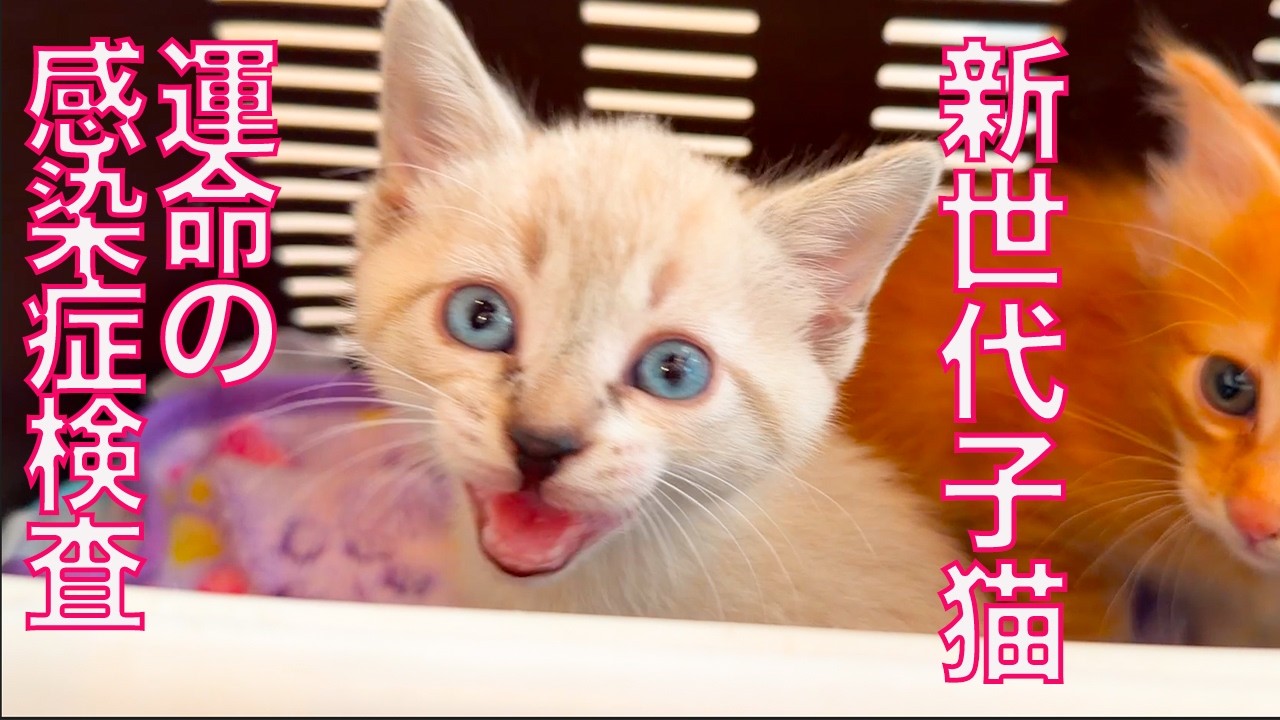 よちよち子猫姉弟、運命の検査結果…！ The crossroads for the kitties