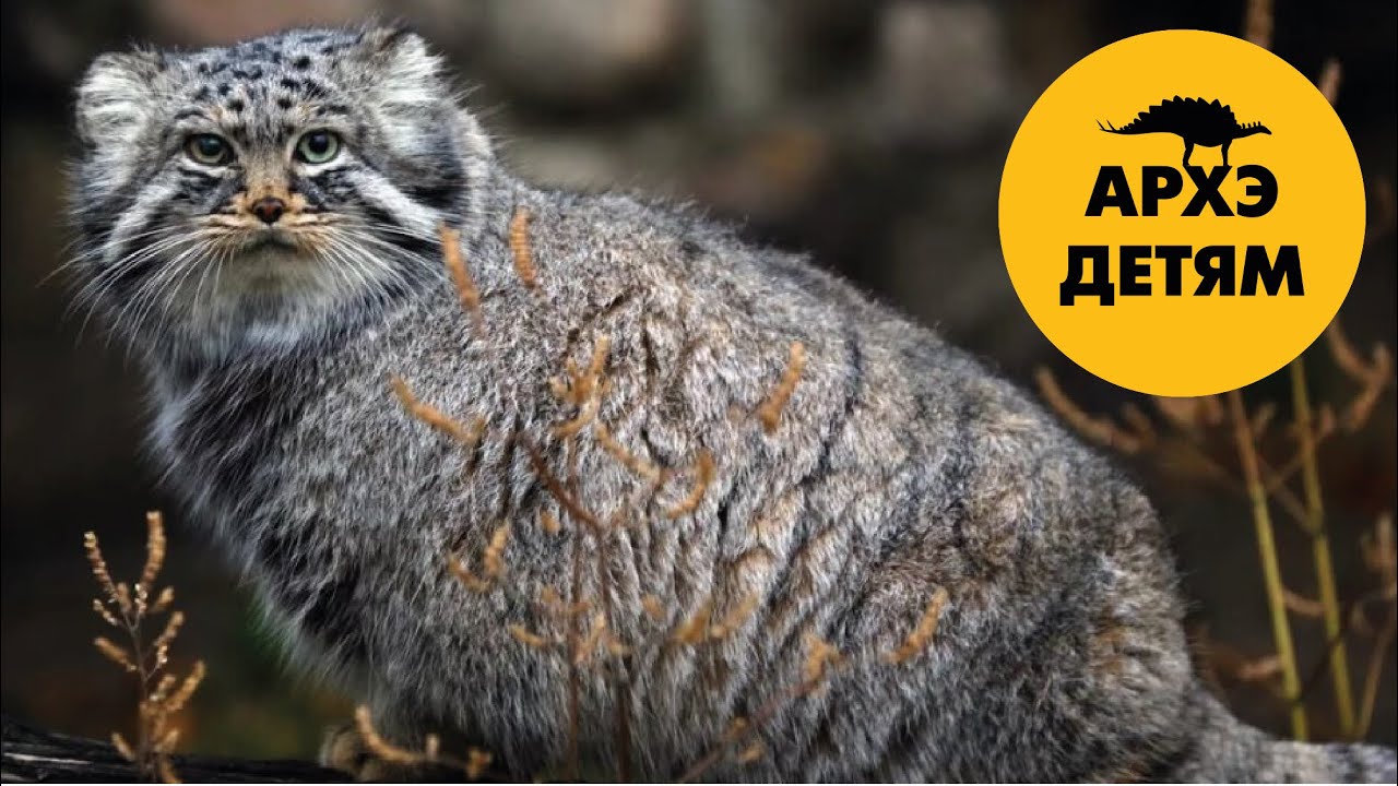 Мустанги и манулы (возвращение в природу)| Александр Хабургаев (выпуск 47)