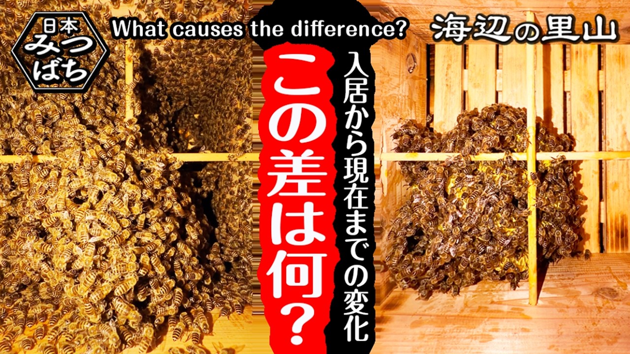 Country Living] Comparing 7 Japanese honeybee hives. Colony size