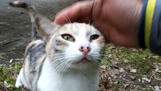 公園で頭撫でてと寄ってくる野良子猫達が可愛すぎる