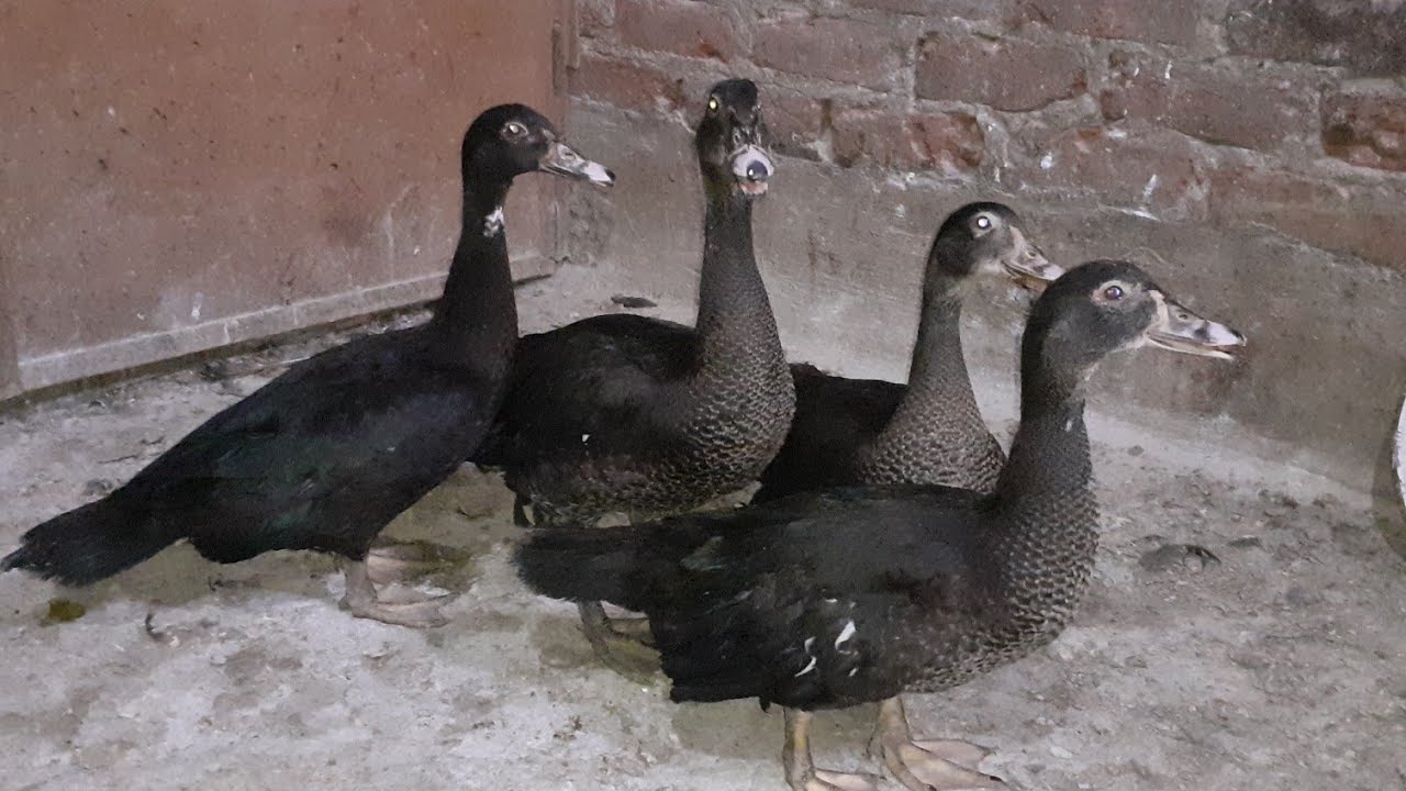 البط البلدى عمر شهرين ونص الأوزان والحجم حاجة بسم الله ماشاء الله تعالوا نشوف اى السبب فى الوزن داه