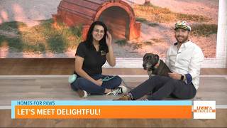 Homes for Paws: Meet Delightful the Dog!
