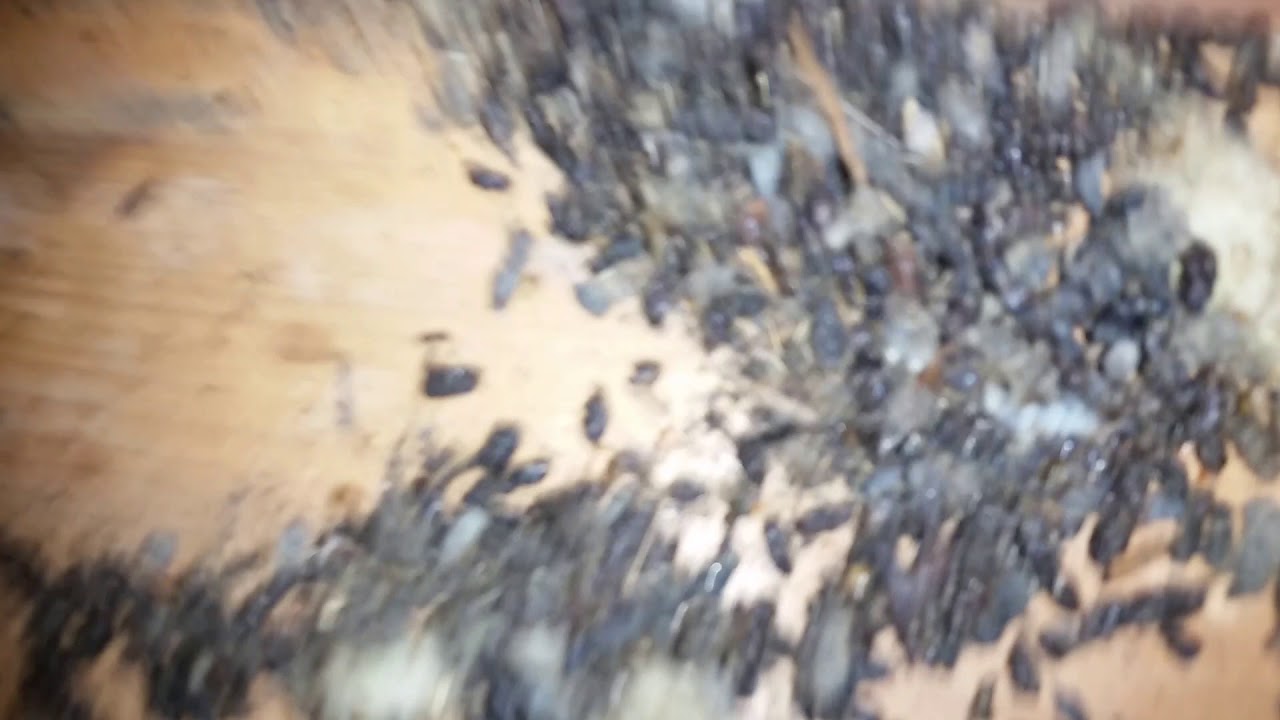 Bat Bugs infestation in an attic! YouTube