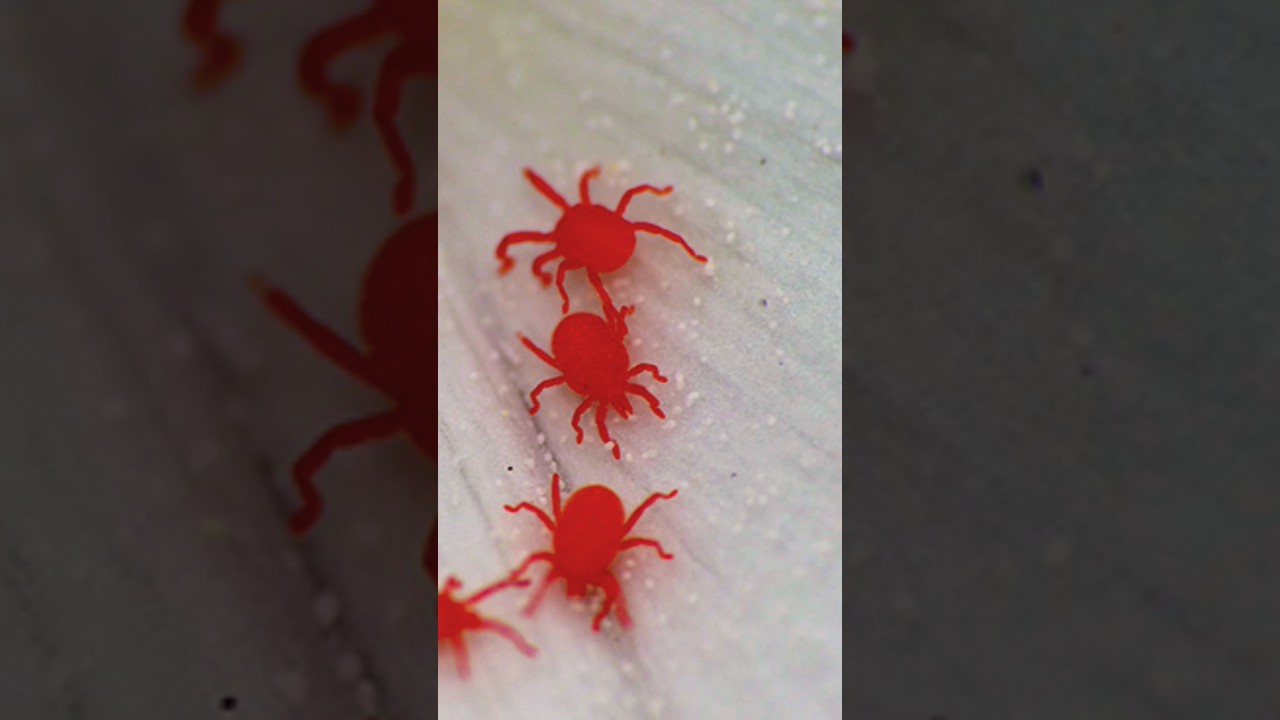 "MITES v/s. Me: The Battle for Apple Orchard Health|