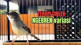 CIBLEK SEMI GACOR AMPUH UNTUK PANCINGAN CIBLEK BAHAN DAN MASTERAN CIBLEK MACET SEKETIKA NYAUT