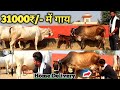 31000₹/- me Cow Home Delivery Option Available 👍 Rathi &amp; Tharparkar Cow Available For Sale Farm Talk