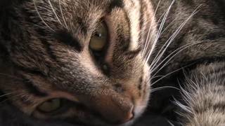 Aphex Maya, June 10 2010