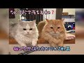 狭い所が好きすぎる猫の話