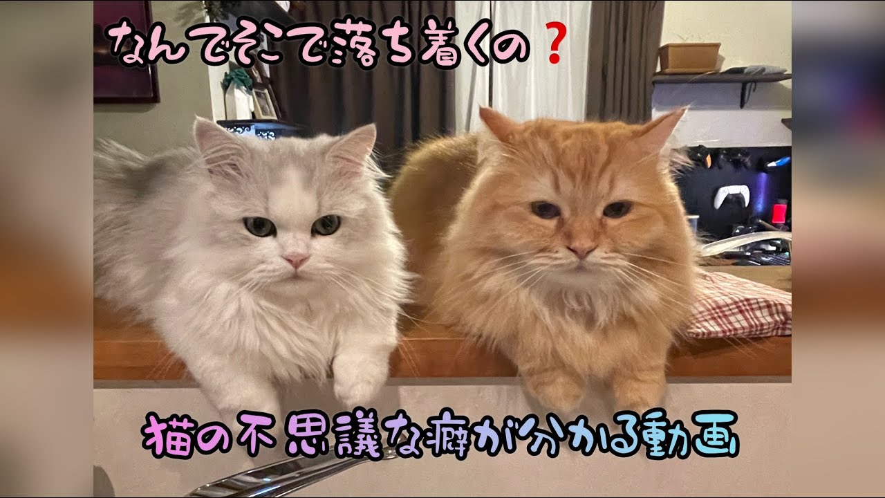 狭い所が好きすぎる猫の話 - YouTube