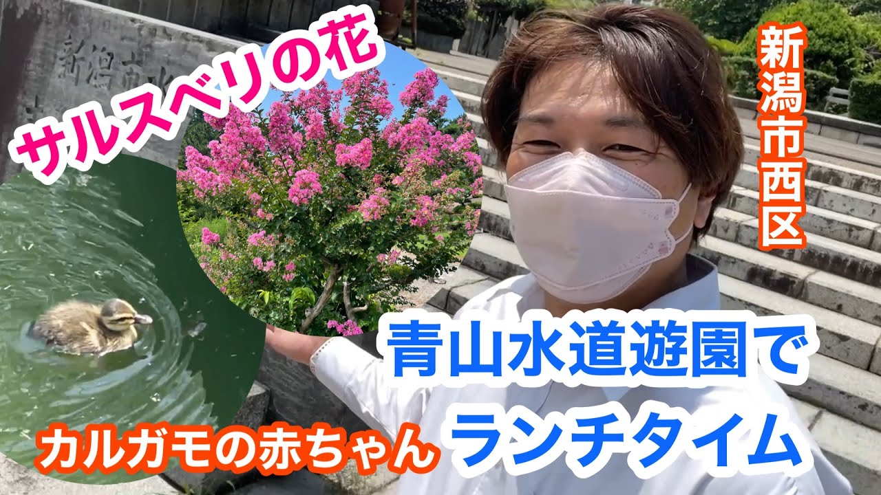 22年7月27日 青山水道遊園でランチ カルガモの赤ちゃんと遭遇 サルスベリ満開 Youtube