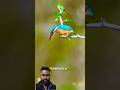 Nature vs Technology: The Bird That Transformed Fast Trains #quran #shortsfeed #facts #japan #new
