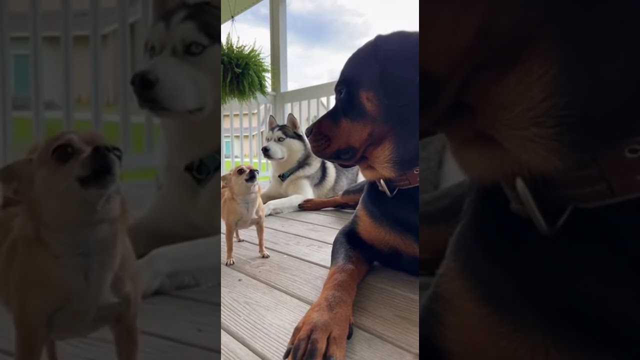 Too much chaos for one dog 😂 