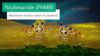 Polyhexanide Phmb Expliqué Mécanisme Daction Contre Les Bactéries