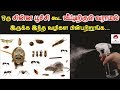 ஒரு சின்ன பூச்சி கூட வீட்டிற்குள் வராமல் இருக்க || 10 ways to get rid of all insects at home