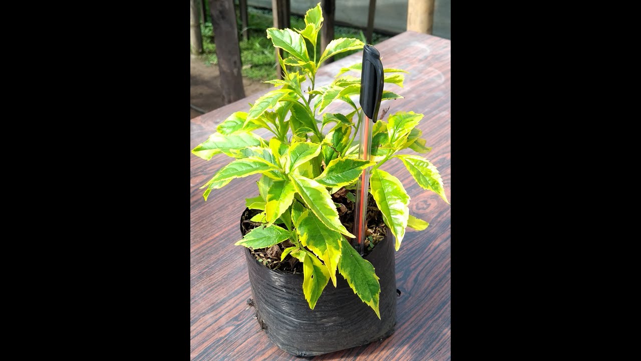 MANEJO DE ESQUEJES DE DURANTA