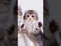 猫 重低音 #cat #猫のいる暮らし #cute #ダンス #可愛い