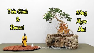 Tiểu Cảnh Bonsai Để Bàn - Cây Hồng Ngọc Mai Trồng Trên Chậu Đá San Hô #hongngocmai #tacphamnghethuat