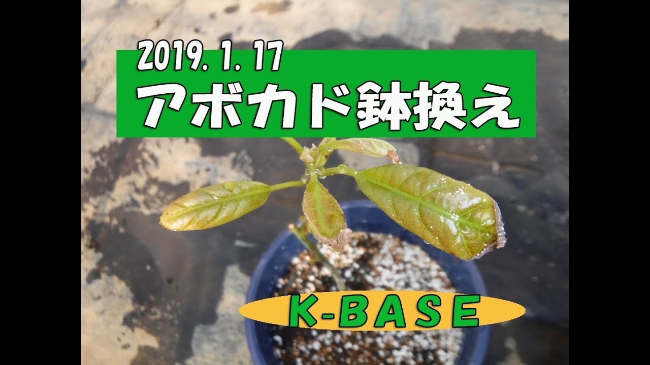 アボカド苗鉢換え 19 1 17 Avokado K Base Youtube
