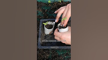 Easy DIY Newspaper Plant Pots 🪴 #garden #gardening #diygarden