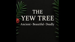 The Yew Tree - Deadly But A Life Saver.