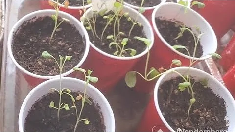 #PlanterHGC2023  Growing Herbs From Seeds Update