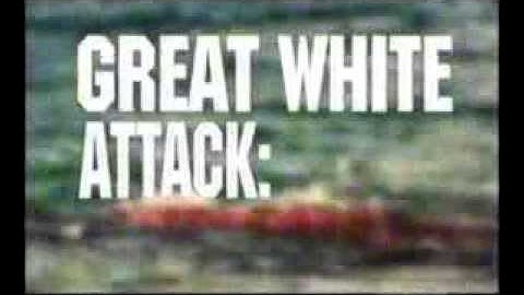 The Jersey Beach Attacks Of 1916