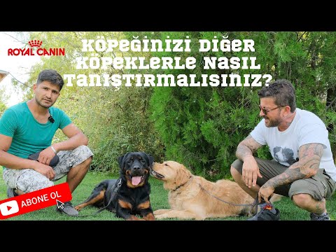 Video: Köpeğinizle Sonbahar Yürüyüşüne Gitmek İçin En Önemli 5 Neden