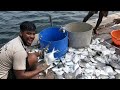 Deep sea pomfret fishing