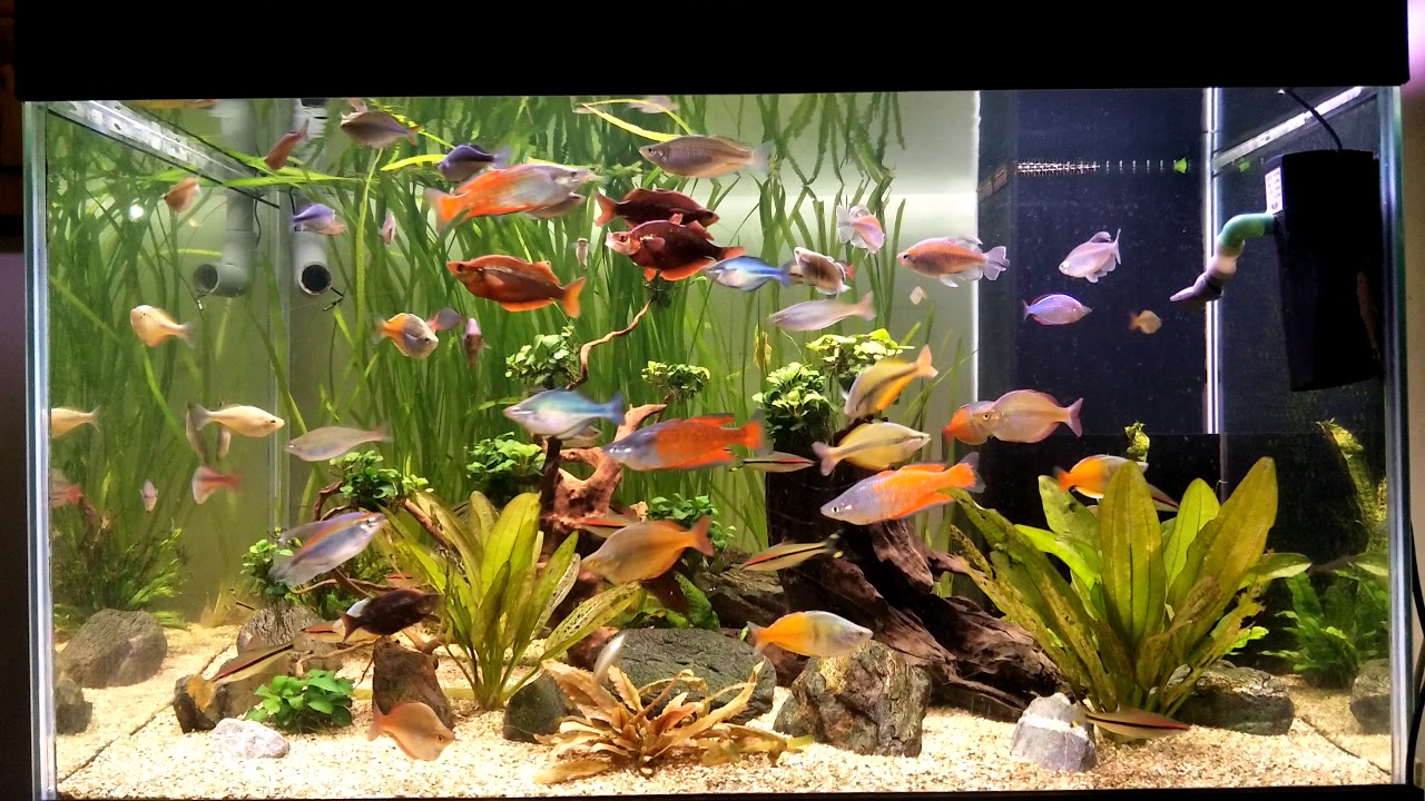 My Rainbow fish tank YouTube