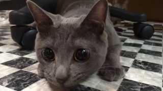 黒目が大きくなってる猫ハムちゃん