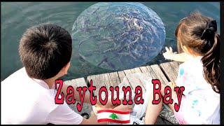 Feeding the fish at Zaytouna Bay Beirut #schooloffish  #Beirut #lebanon