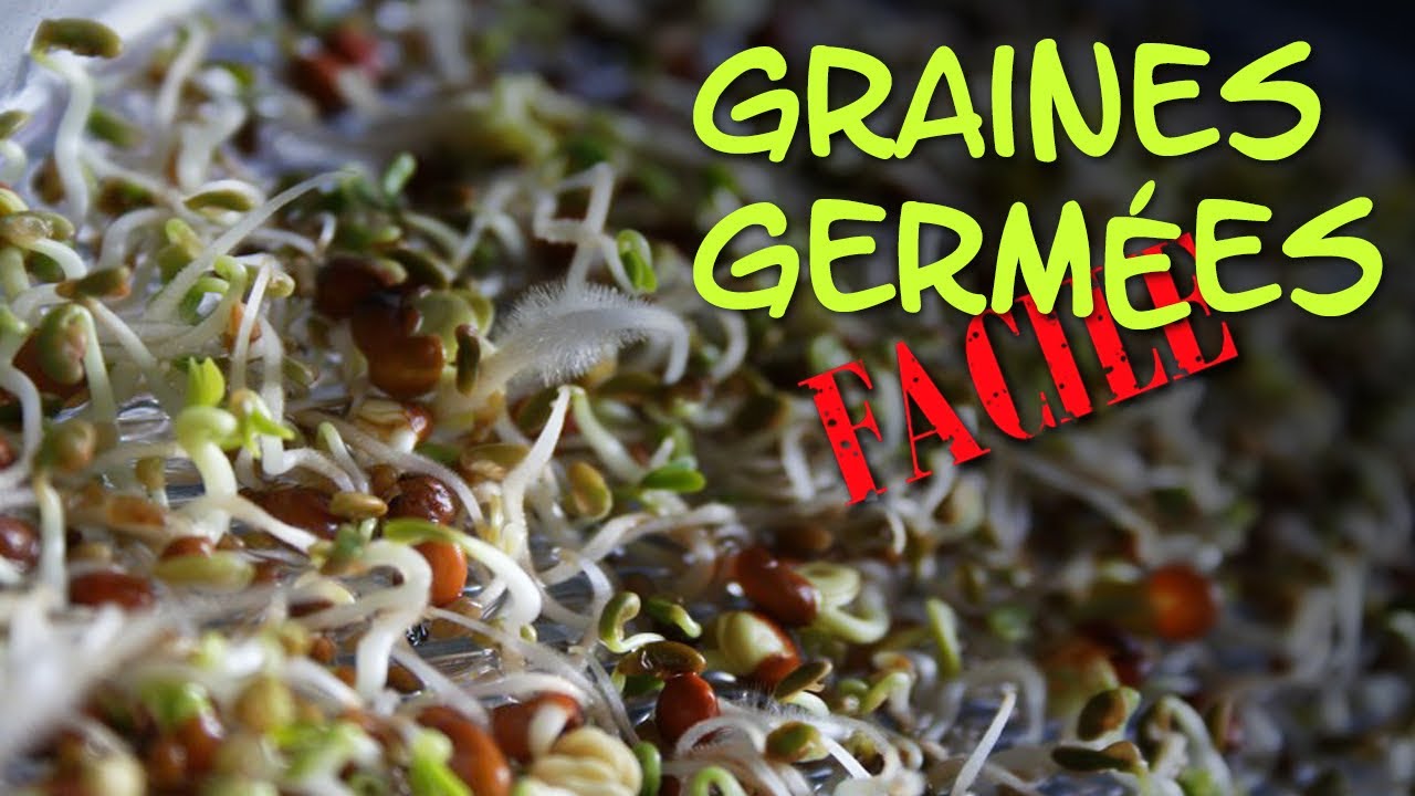 TUTO - Comment faire des graines germées FACILE 