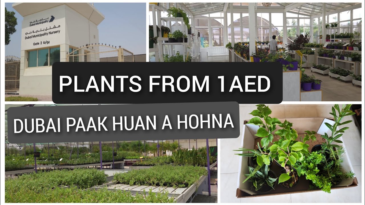 Gardening in Dubai Dubai municipality nursery Al Warsan 