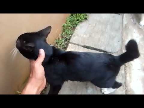 Akhirnya ketahuan 🔥😁#mang212 #catlover #frenblack #siblack#fypシ @Mang Ade channel