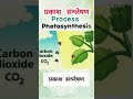 Process Photosynthesis 🌲🌿