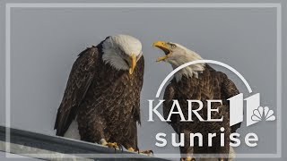 Man finds dream spot for photographing bald eagles