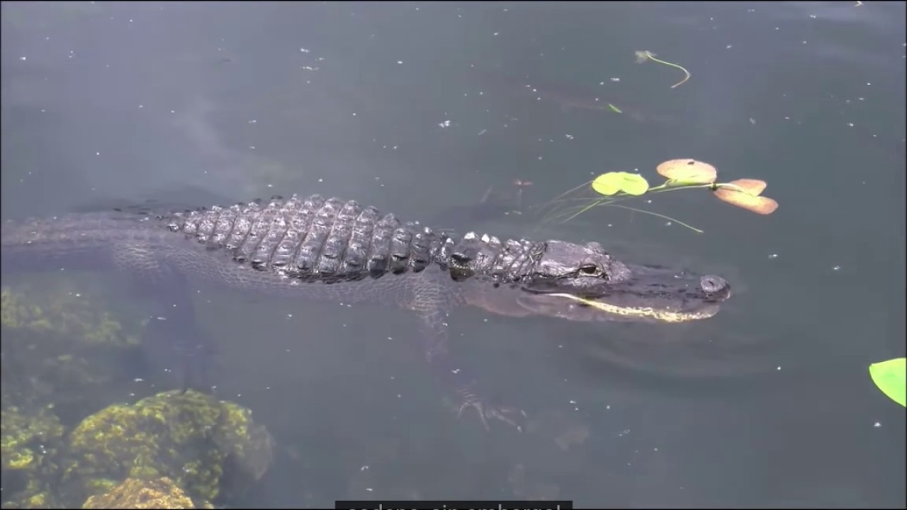 Food chains, spanish subtitles YouTube