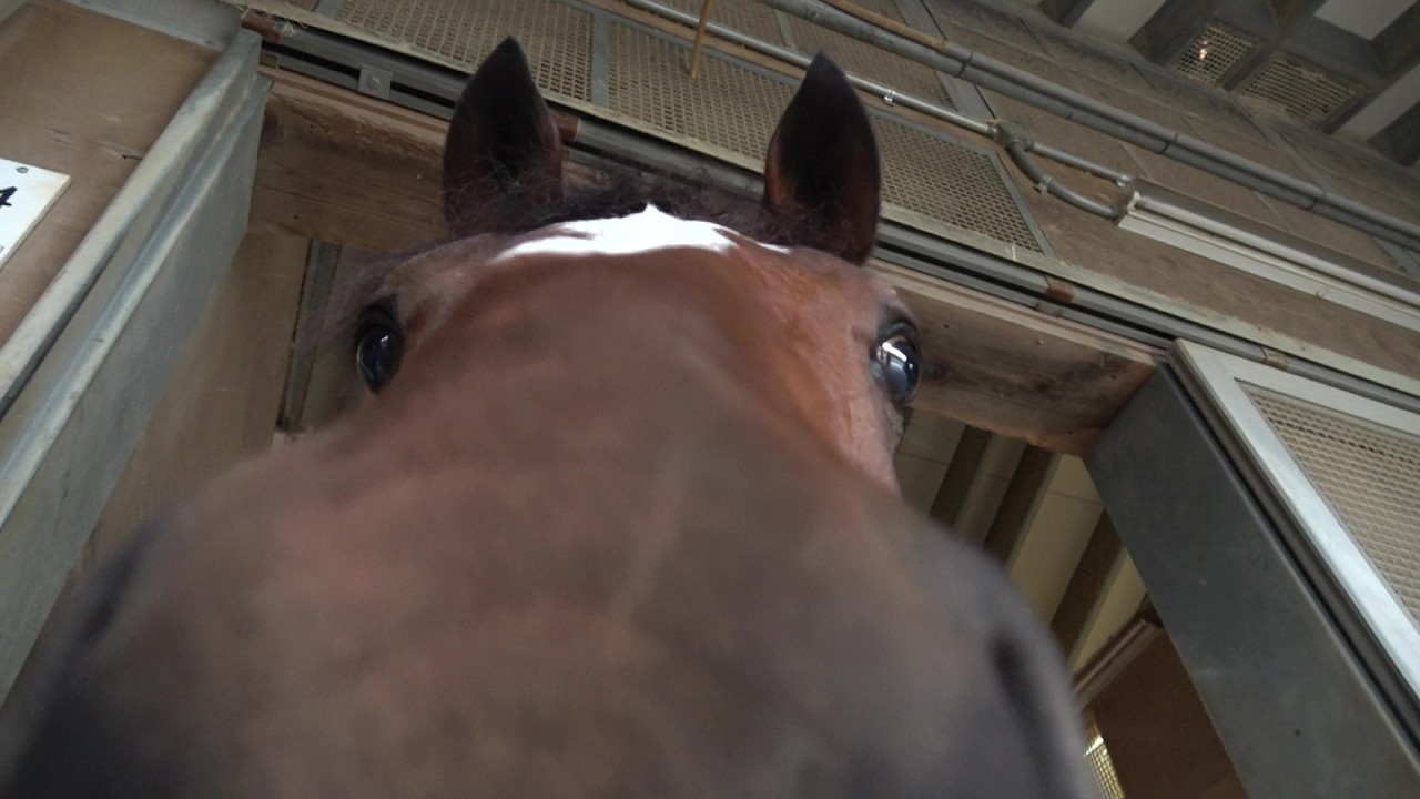 【有馬記念】最新映像！メイショウタバル “飼い葉モグモグ” 武豊騎手とのコンビで春秋グランプリ制覇へ！ ※協力：石橋守厩舎