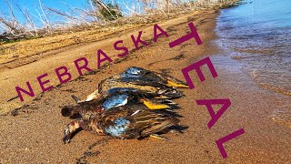 Landing Teal at 15 yards! Nebraska Teal Hunting