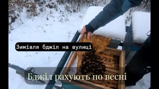 Зимівля бджіл на вулиці або бджіл рахують по весні