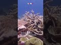 Survey Reveals Thriving Coral Reefs, Marine Ecosystems Around Island City of Sansha