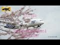 [4K]Beautiful Cherry Blossoms With Plane Spotting at Tokyo Narita Int'l Airport 成田国際空港 桜の風景