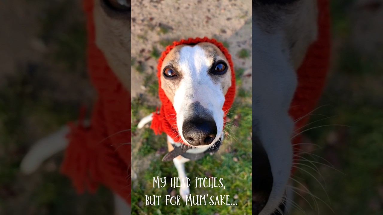 Whippet's hat 