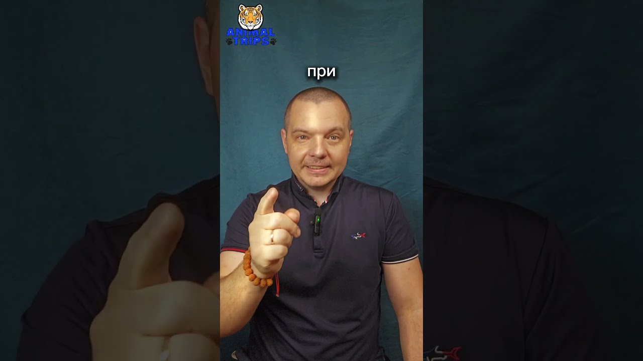 Для чего нужны титры на бешенство домашним животным? 