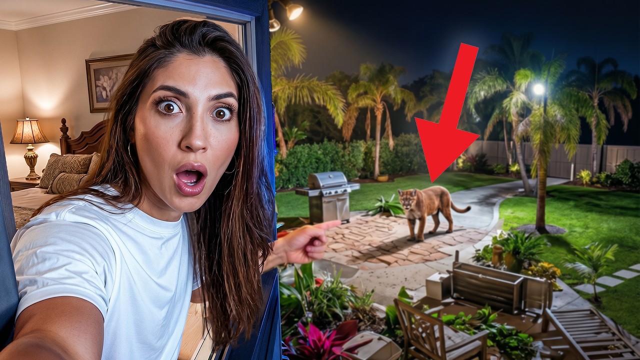 A Real Mountain Lion Was Hiding in Our Backyard!