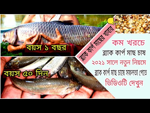 ভিডিও: কার্প মাছ: ফটো এবং বর্ণনা যেখানে এটি থাকে