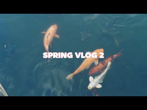 Vlog | 봄 구경 같이하자! 5일만에 끝나버린 벚꽃시즌ㅠ